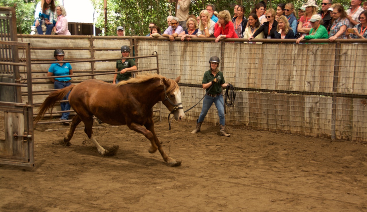 133 How’s Your Groundwork, Equine Facility Management by Omega Fields