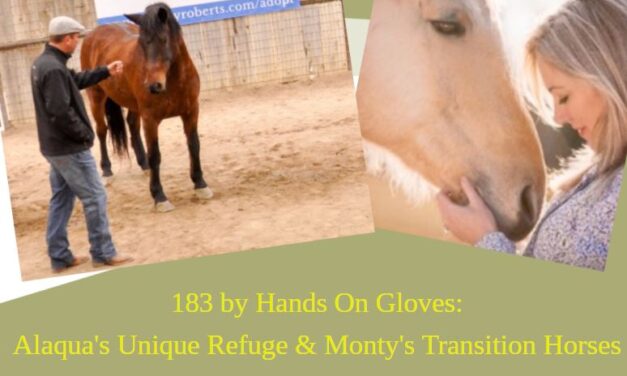 183 by Hands On Gloves: Alaqua’s Unique Refuge & Monty’s Transition Horses