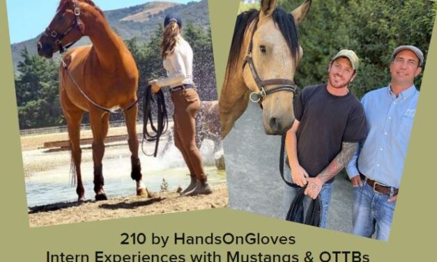 210 by HandsOnGloves – Intern Experiences with Mustangs & OTTBs